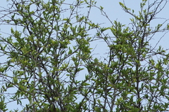 Ziziphus mucronata