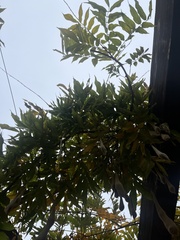 Wisteria sinensis