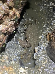 Telmessus cheiragonus