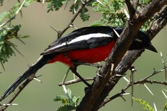Laniarius atrococcineus