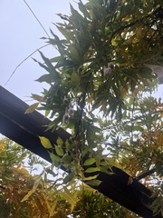 Wisteria sinensis