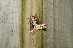 Pseudocoremia leucelaea