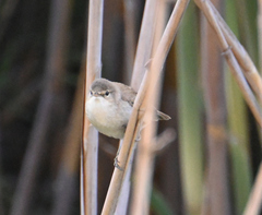 Acrocephalus gracilirostris