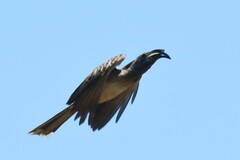 Lophoceros nasutus
