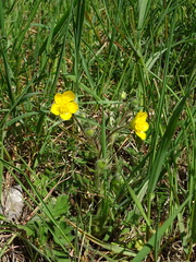 Ranunculus bulbosus
