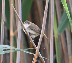 Acrocephalus gracilirostris