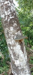 Cora glabrata