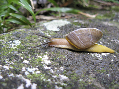 Parthena acutangula