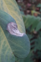 Macrosaccus robiniella