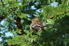 Cercotrichas leucophrys
