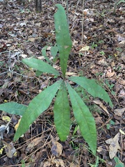 Quercus phellos
