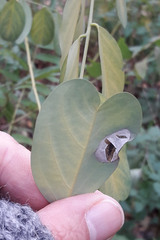 Macrosaccus robiniella