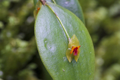 Lepanthes rupestris
