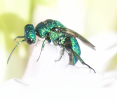 Chrysidinae