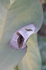 Macrosaccus robiniella