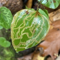 Marmara smilacisella