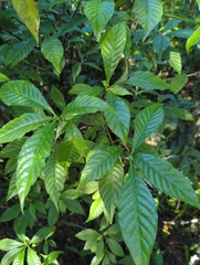 Psychotria nervosa