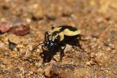 Graphipterus cordiger