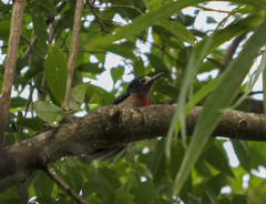 Melanerpes portoricensis
