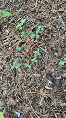 Symphoricarpos mollis