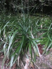 Stenanthium diffusum