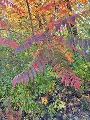 Rhus