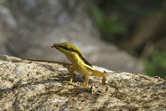 Anolis krugi