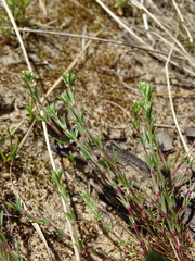 Scleranthus perennis