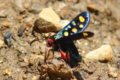 Arniocera auriguttata