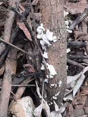 Schizophyllum commune