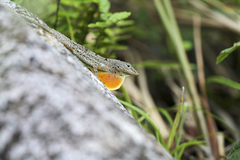Anolis stratulus