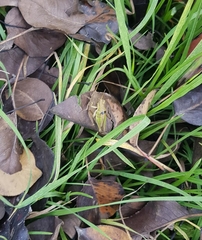 Sphenarium purpurascens