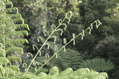 Cyathea arborea