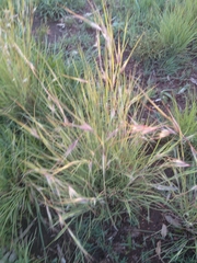 Themeda triandra
