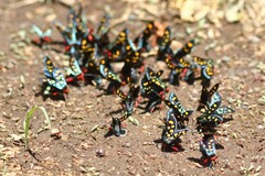 Arniocera auriguttata