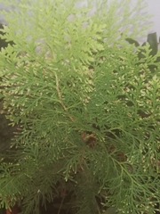 Platycladus orientalis