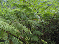 Cyathea arborea