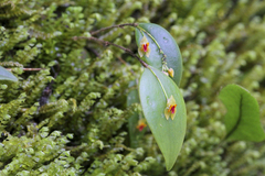 Lepanthes rupestris