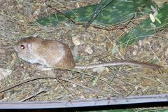 Chaetodipus penicillatus