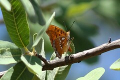 Charaxes jahlusa