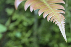Blechnum occidentale