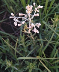 Helichrysum kraussii