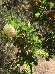 Escallonia pulverulenta