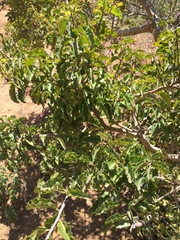 Schinus latifolia