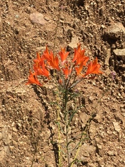 Alstroemeria ligtu
