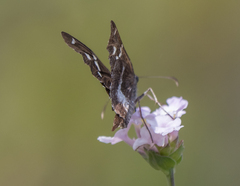 Eudaminae