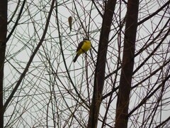 Myiozetetes cayanensis