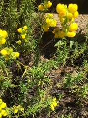 Calceolaria thyrsiflora