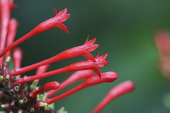 Odontonema cuspidatum