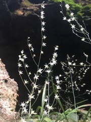 Stenanthium diffusum